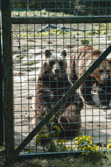 Bear in cage