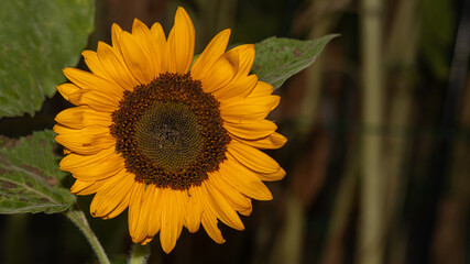 Nature's Brilliance: A Close-Up of a Sunflower, Radiating Warmth and Vibrancy, a Captivating...