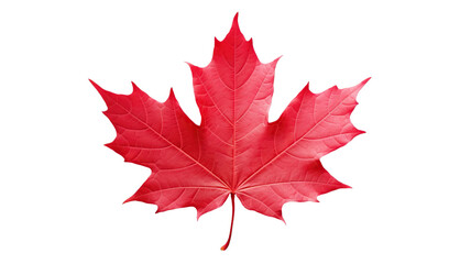 Red maple leaf isolated on transparent or white background