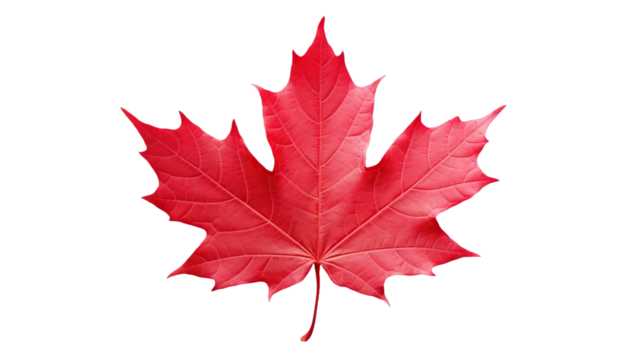 Red maple leaf isolated on transparent or white background
