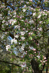 Beautiful spring flowering of apple trees at orchard
