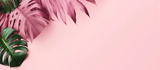 Foto op Aluminium Monstera leaves on pink background Overhead perspective © 2rogan