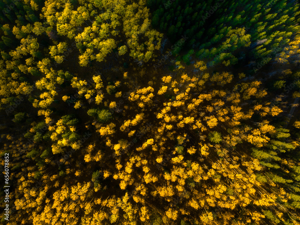 Wall mural an aerial view of a fall forest. texture of fall trees from a drone. landscape before sunset. natura