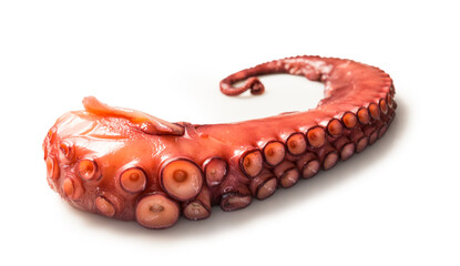 Pulpo