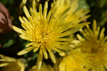 食用菊 山形の郷土料理食材 ／ 山形県庄内地方で栽培中の食用菊です。花そのものを食べるために生産されている食用菊は、山形が第１位で全体の６割を占めています。