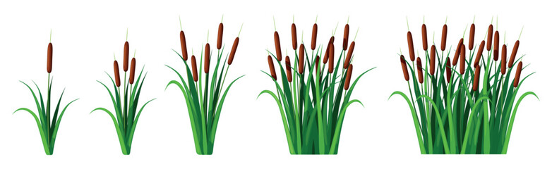 Set of reed plants in cartoon style. Vector illustration of various beautiful reeds with stems and green leaves isolated on white background. Pond, river, swamp plants. Landscape elements. - obrazy, fototapety, plakaty