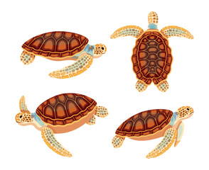 Set of sea turtles in cartoon style. Vector illustration of beautiful sea turtles from different angles: side and top view with shells and flippers isolated on white background.