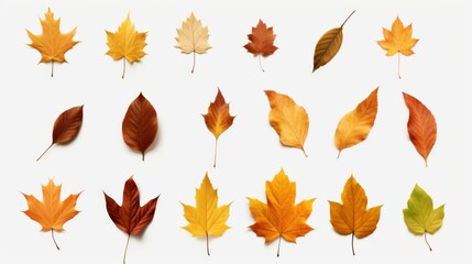 Fototapeta premium Colorful autumn leaves against a clean white backdrop
