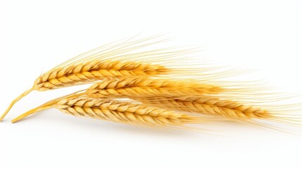 Three stalks of wheat on a white background