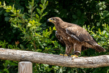 Photo d'un aigle royal en observation