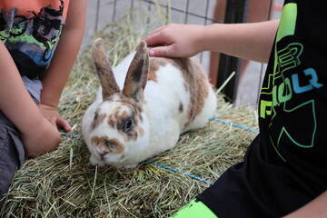 Rabbit (bunny) at petting zoo - obrazy, fototapety, plakaty