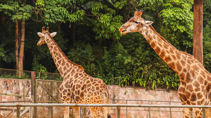 Duas girafas em um parque no Brasil