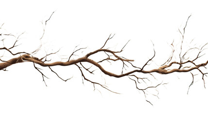 tree branches on a transparent background 