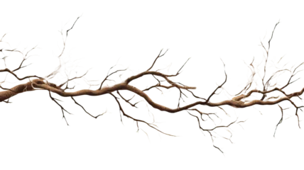 Poster tree branches on a transparent background  © PNG