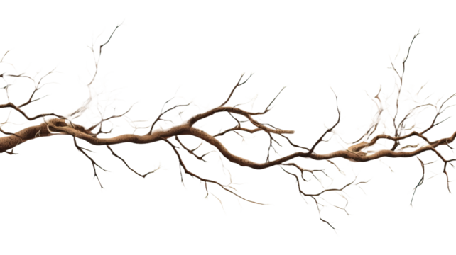 tree branches on a transparent background 