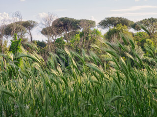 Wheat field close up during sunset