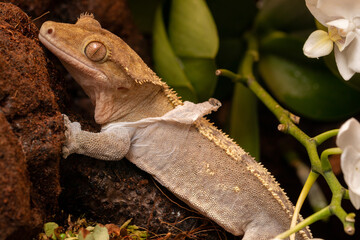 crested gecko shedding its skin