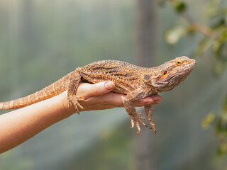 Bearded dragon held on the hand