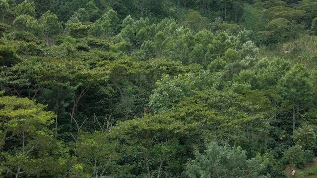 Aerial view over a coffee plantation next to a rural home