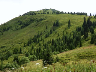 The beautiful cone-shaped top of the mountain is overgrown with trees