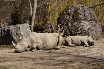 relaxed white rhino sleeping with her calf
