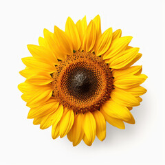  a sunflower helianthus annuus
