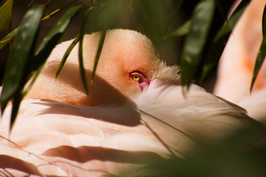 portrait of a flamingo hiding his head in the feathers