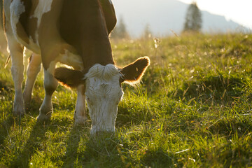 cow in the field grazing in beautiful sunlight in the mountains
