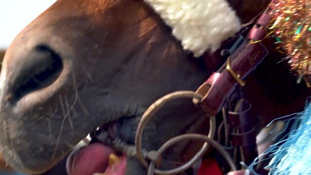 Slow motion shot of tent pegging horse in Pakistan 