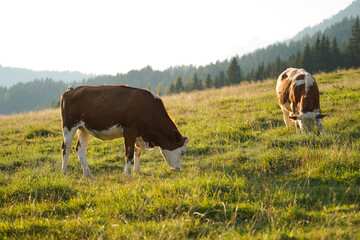 cows in the meadow grazing in the mountains of austria