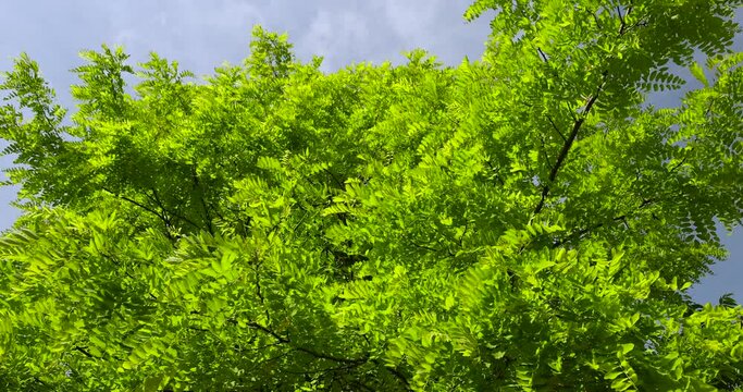 beautiful foliage of the acacia tree is white with green foliage, beautiful foliage of the acacia tree in sunny weather