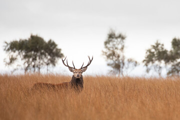 A red deer stag walking close to Curbar Edge in the Peak District.