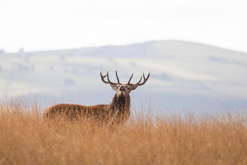 A Red deer stag bellowing loudly during the rut season in the Peak District, England.