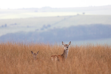 A red deer doe hides her fawn in tall grass and keeps a watchful eye out for prey.