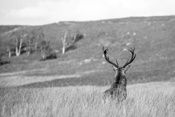 Black and white image of a majestic stag gazing across a valley in the Peak District, England.