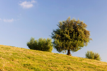 Tamarix ramosissima clipped into a ball on a hill near the Mediterranean Sea against a blue sky.