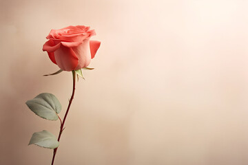 Red Rose on a lovely background, Romantic blush and petal-like texture. 