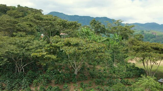 Aerial lateral panning over coffee plantation that has forest shadows