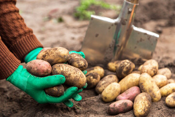 Fresh dirty potato harvest in farmer hands close up. Harvesting with shovel organic potatoes on soil in garden
