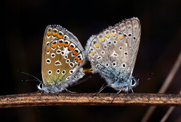 Polyommatus icarus mating in the dark.