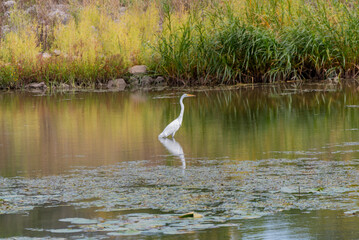 Fototapeta premium A Great Egret On The Local Pond In Summer In Wisconsin