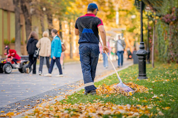 Back view of man raking dry leaves, cleaning fallen leaves in city park. Autumn, leaf fall - obrazy, fototapety, plakaty
