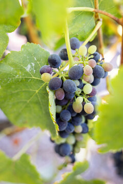 Bunch of red wine grapes growing on a vine in a vineyard