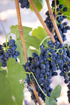 Bunch of red wine grapes growing on a vine in a vineyard