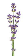 Fototapeta na wymiar Bunch flower lavender therapeutic herbs, isolated on white background.