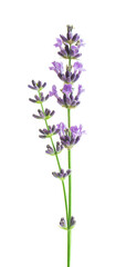 Bunch flower lavender therapeutic herbs, isolated on white background. - 656107823