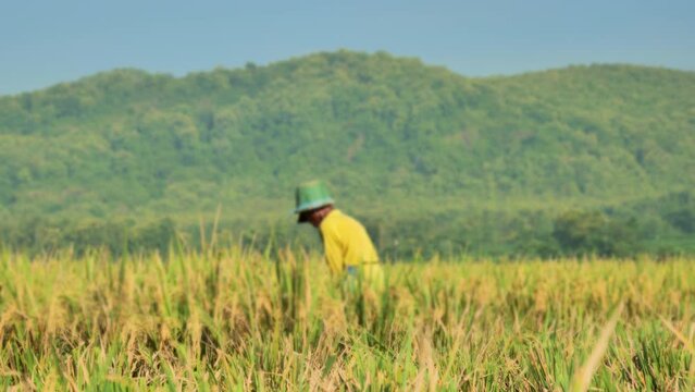 A blurred old farmer cutting rice using a sickle during harvest in a rice field in rural Indonesia. The paddy appears to have turned yellow, and is bowing down. Hill background with green vegetation