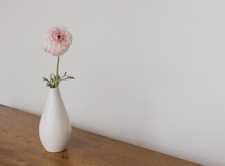 Close up of pink ranunculus flower in small white vase on edge of oak table against plain...