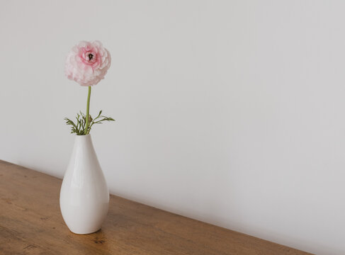 Close up of pink ranunculus flower in small white vase on edge of oak table against plain background with copy space and vintage filter effect (selective focus)