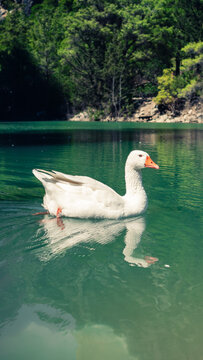 white duck swimming in the lake